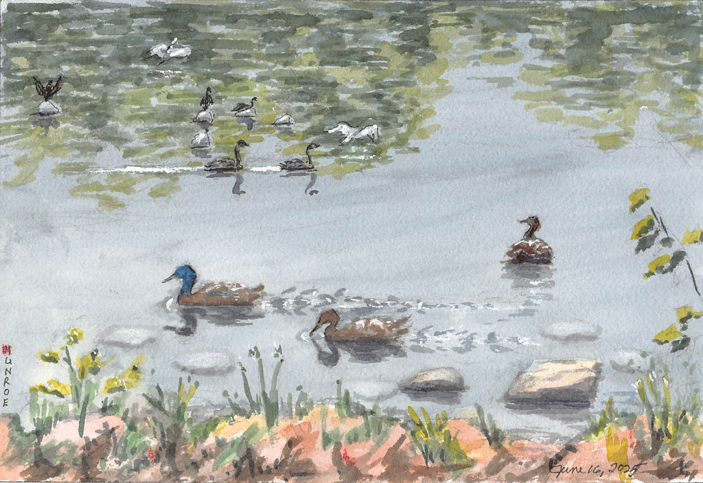 Mallard Ducks 7"x10" Watercoiour on Paper